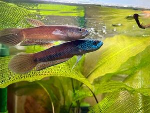  betta Anne tuta[ bleed individual ]3 pcs 