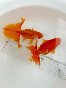 金魚 ★土佐錦 2歳★ ☆オス2匹セット☆ 約10～11cm