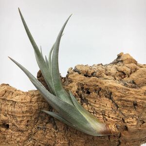 Tillandsia violaceiflora HR7176 (Type Clone) 採取地データ付き チランジア ビオラセイフローラ ティランジア 同梱可能