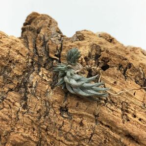 Tillandsia rosarioae チランジア ロサリオアエ 同梱可能 ティランジア 子株付き 大きめの画像3