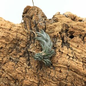 Tillandsia rosarioae チランジア ロサリオアエ 同梱可能 ティランジア 子株付き 大きめ