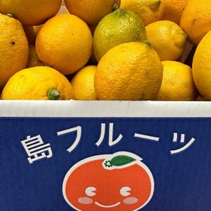 愛媛県産島育ち超訳ありレモン3キロ