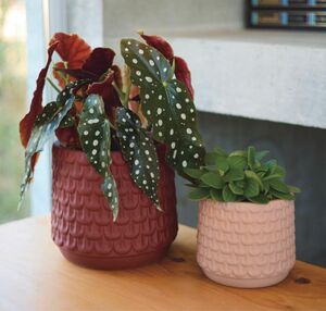 アッシLサイズ個性的な鉢カバーマットな質感観葉植物　植木鉢　大きめ マクラータ