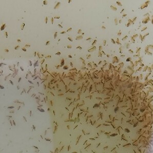 オオミジンコ 300匹繁殖させて メダカ 熱帯魚 金魚 錦鯉 アロワナ ディスカス らんちゅう 琉金 ベタ コリドラス ベタ の餌に 繁殖方法付 金の画像3