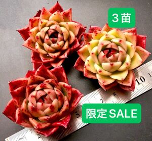 限定SALE★3苗セット★新入荷★韓国苗★エリザベス★可愛い紅葉大苗美苗★多肉植物★エケベリア