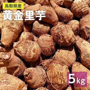 【鳥取県産】黄金里芋 大和芋 宅急便 5kg さといも サトイモ 山芋
