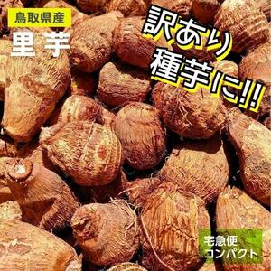 【訳あり】黄金里芋 大和芋 宅急便コンパクト 1kg さといも サトイモ 山芋