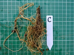 ●ウマノスズクサ 馬の鈴草 ジャコウアゲハ 餌 ４歳 ２芽 C