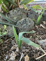 種子　耐寒性　サバルパルメット　サバルミノール　ハリヤシ（Rhapidophyllum hystrix）ヤシ_画像4