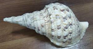 沖縄県産　法螺貝　ほら貝　長さ約２５．５センチ　幅約１２センチ　 匿名配送
