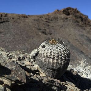 コピアポア シネレア copiapoa cinerea / 黒王丸 / 現地球 山木 子株付 自根 強刺 超太刺 ワイルド株 グレー肌 / サボテン 多肉 塊根植物の画像10