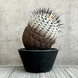 コピアポア シネレア copiapoa cinerea / 黒王丸 / 現地球 山木 子株付 自根 強刺 超太刺 ワイルド株 グレー肌 / サボテン 多肉 塊根植物の画像3