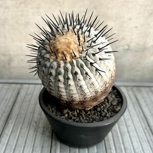 コピアポア シネレア copiapoa cinerea / 黒王丸 / 現地球 山木 子株付 自根 強刺 超太刺 ワイルド株 グレー肌 / サボテン 多肉 塊根植物の画像9