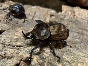 サビイロカブト ペア　スラウェシ産＃外国産カブト虫