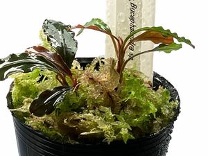 【ブセファランドラ】Bucephalandra sp. Red Angel【レッドエンジェル】