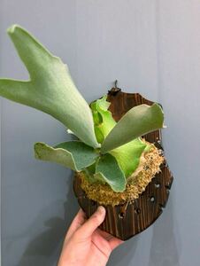  staghorn fern Pegasus White Pegasus white 