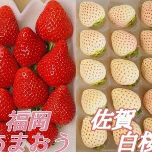 新春 紅白苺食べ比べ【あまおう と天使のいちご又は白桜】詰め合わせ 贈答用に最適 ホワイトデー 贈答用 誕生日プレゼント