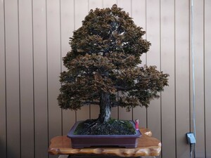 * pickup limitation * bonsai Tsu mountain hinoki cypress height of tree 96cm