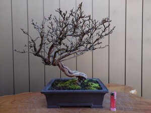  bonsai gold . plum height of tree 36cm