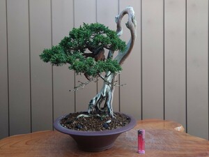 盆栽　山木　真柏　樹高45cm