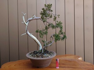  bonsai mountain tree thread fish river genuine Kashiwa height of tree 46cm