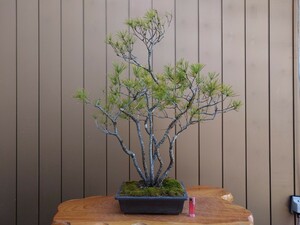 盆栽　赤松　樹高82cm