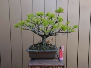  bonsai . leaf pine height of tree 24cm