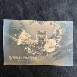 フランス 1900s 4匹の子猫 シャム イラスト ポスト カード ポスト 絵画 写真 カメラ 銀板 クラシック アート 葉書 絵葉書 アンティーク