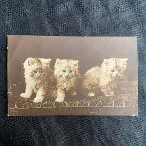 フランス 1900s 3匹の子猫 シャム猫 イラスト ポスト カード ポスト 絵画 写真 カメラ 銀板 クラシック アート 葉書 絵葉書 アンティーク