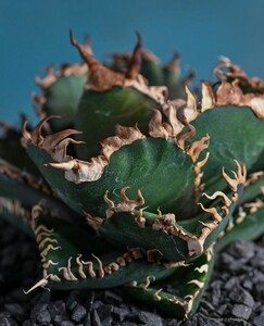 A601 多肉植物 アガ チタノタAgave titanota ‘金剛狼’