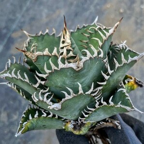 J532アガベ チタノタ Agave titanota （鳳凰）の画像1