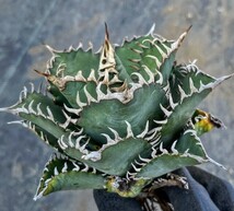 P607アガベ チタノタ Agave titanota （鳳凰）_画像1