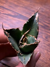 P607アガベ チタノタ Agave titanota （鳳凰）_画像2