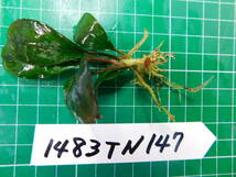 ◎1483TN147　（自家栽培）水草　　ブセファランドラ　Bucephalandra sp. RED BAYUDA PB便　ローキーズ京都_画像2