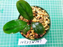 ◎1483TN147　（自家栽培）水草　　ブセファランドラ　Bucephalandra sp. RED BAYUDA PB便　ローキーズ京都_画像3