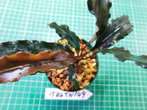 ◎1502TN149　（自家栽培）水草　　ブセファランドラ　Bucephalandra sp.　Red Gaia②_画像4