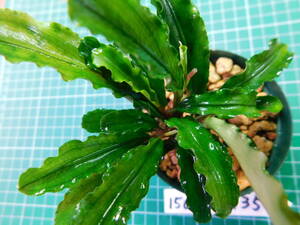 ◎1503TN135　（自家栽培）水草　　ブセファランドラ　Bucephalandra sp.　Green Velvet①