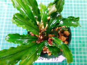 ◎1504TN135　（自家栽培）水草　　ブセファランドラ　Bucephalandra sp.　Green Velvet②