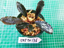 ◎1505TN136　（自家栽培）水草　　ブセファランドラ　Bucephalandra sp.　 Black Swan①_画像3