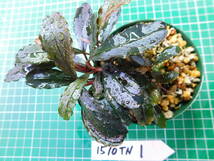 ◎1510TN1　（自家栽培）水草　　ブセファランドラ　Bucephalandra sp.　 インボイス名不明②_画像1