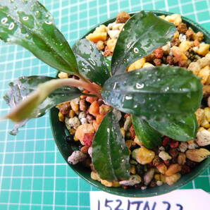 ◎1521TN22 （自家栽培）水草  ブセファランドラ Bucephalandra sp. Hadesの画像4