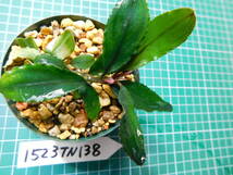 ◎1523TN138　（自家栽培）水草　　ブセファランドラ　Bucephalandra sp.　Apple Leaf from KataBaru Timur-1 AZ-0311-11①_画像1