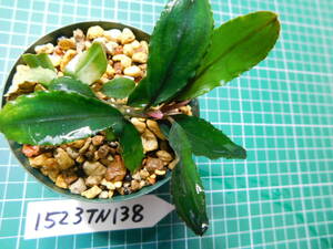 ◎1523TN138　（自家栽培）水草　　ブセファランドラ　Bucephalandra sp.　Apple Leaf from KataBaru Timur-1 AZ-0311-11①