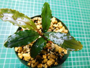 ◎1530TN102　（自家栽培）水草　　ブセファランドラ　Bucephalandra sp.　コッパーリーフ③