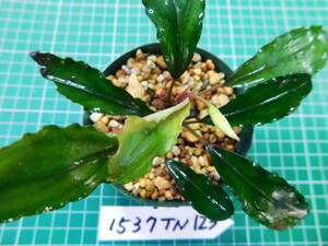 ◎1537TN123　（自家栽培）水草　　ブセファランドラ　Bucephalandra sp.　Nanga Taman Black Venti①