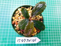 ◎1547TN101　（自家栽培）水草　　ブセファランドラ　Bucephalandra sp. ブラウニーゴールド2013 BK育成_画像3