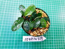 ◎1548TN319　（自家栽培）水草　　ブセファランドラ　Bucephalandra sp. Shine Bluecarpet Kn便①_画像3