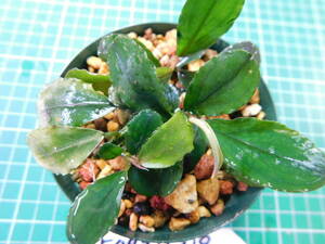 ◎1549TN319　（自家栽培）水草　　ブセファランドラ　Bucephalandra sp. Shine Bluecarpet Kn便②