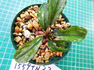 ◎1559TN22　（自家栽培）水草　　ブセファランドラ　Bucephalandra sp. Hades②