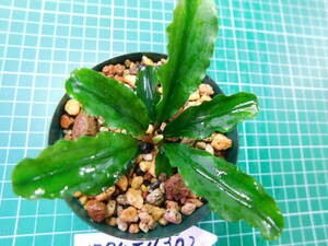 ◎1574TN302　（自家栽培）水草　　ブセファランドラ　Bucephalandra sp. Sintang Kayulapis Type2 LA便